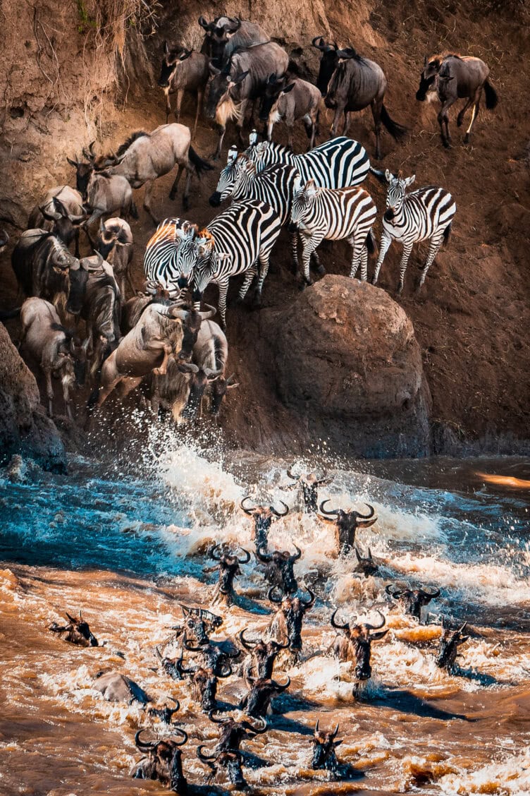 A group of zebras and wildebeests gather at a riverbank in one of Tanzania’s best parks, while several wildebeests wade and swim across the fast-moving water on their safari journey.