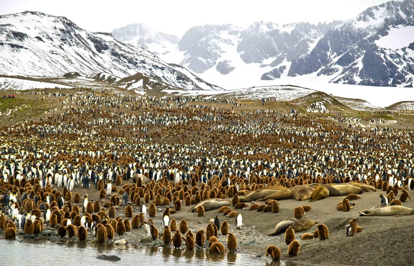 Penguins and other wildlife in Antarctica.