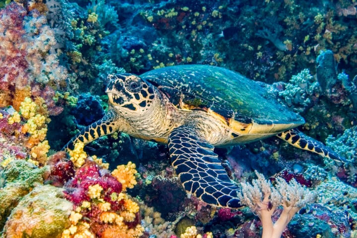 A sea turtle swimming among colorful coral reefs underwater. The turtle has a patterned shell and flippers, and various marine plants and corals surround it, showcasing the vibrant marine life found in Australia.