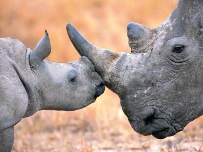 Two white rhinoceros.