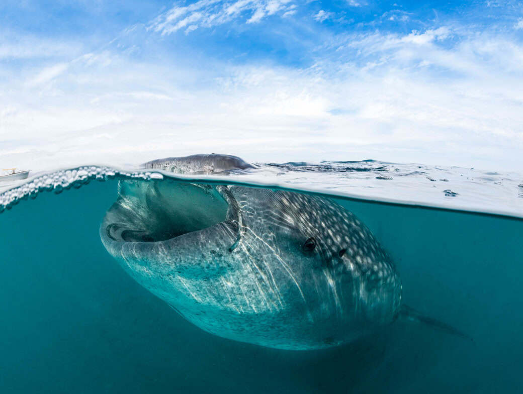A whale shark underwater.