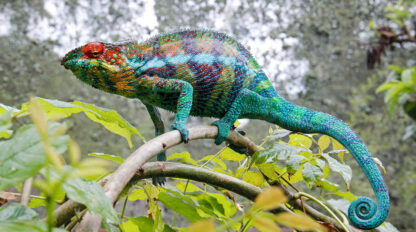 A chameleon with vibrant, multicolored scales is perched on a branch, hidden amidst the green foliage of Madagascar, an island seemingly lost in time.