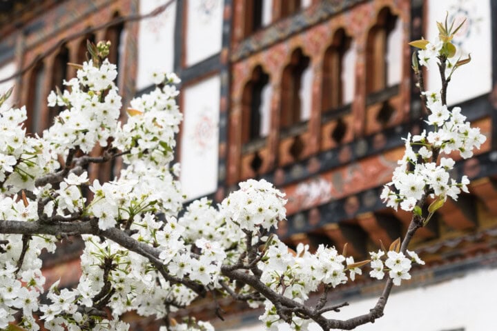 Close-up of white blossoming branches in front of a traditional Bhutanese building with intricate wooden carvings and painted details.