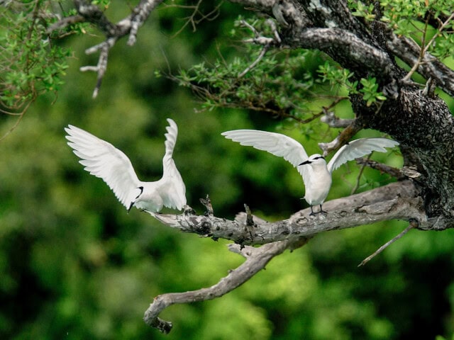 Two white birds are perched on a tree branch with green foliage in the background; one bird is flying or preparing to land, while the other is standing on the branch with wings partially open. This picturesque scene captures the serene beauty often witnessed by those who travel to Palau for tourism.