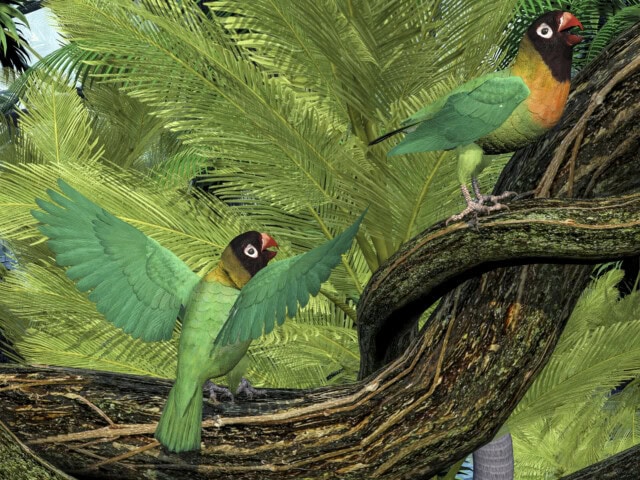 The Black-cheeked Lovebird is a small parrot with mostly green coloring and is found in Zambia, Africa.