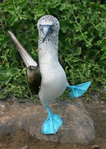 A blue-footed booby with bright blue feet stands on a rock with one leg raised, surrounded by the lush green foliage of Ecuador.