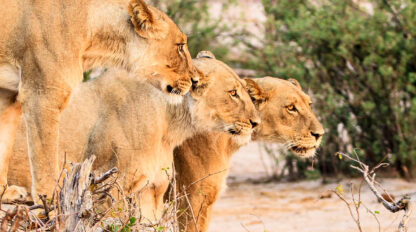 Three lionesses stand alert, side by side, in a dry, brushy landscape, their keen eyes watching over the great elephant migration.