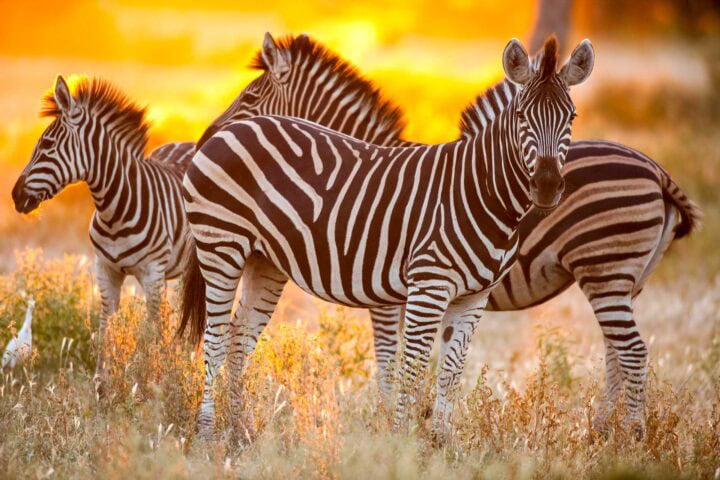 Three zebras with distinctive black and white stripes stand in a grassy field, illuminated by a golden sunset. Any traveler fortunate enough to hike through this landscape would be guided by nature's most beautiful artwork.