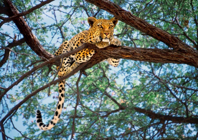 A leopard rests on a tree branch, its body stretched out with front legs dangling, surrounded by green foliage and blue sky—a perfect sight for any adventurous traveler on a safari tour.