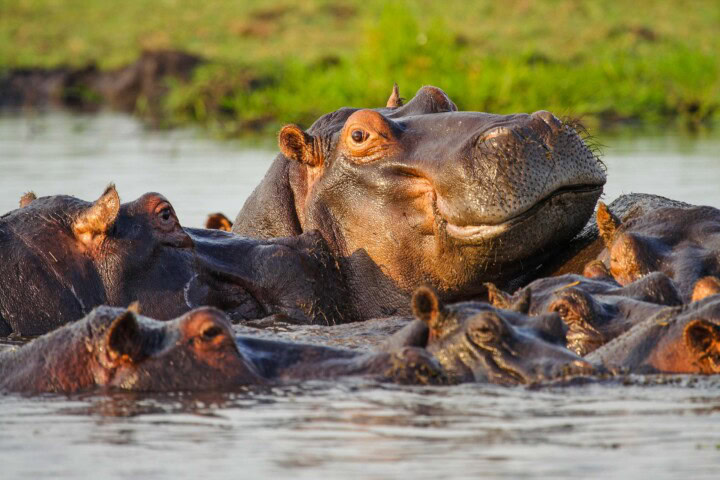 A group of hippos partially submerged in water, with one prominently displaying its head and upper body, offers an incredible sight for any traveler. Grass is visible in the background, adding to the scenic beauty.