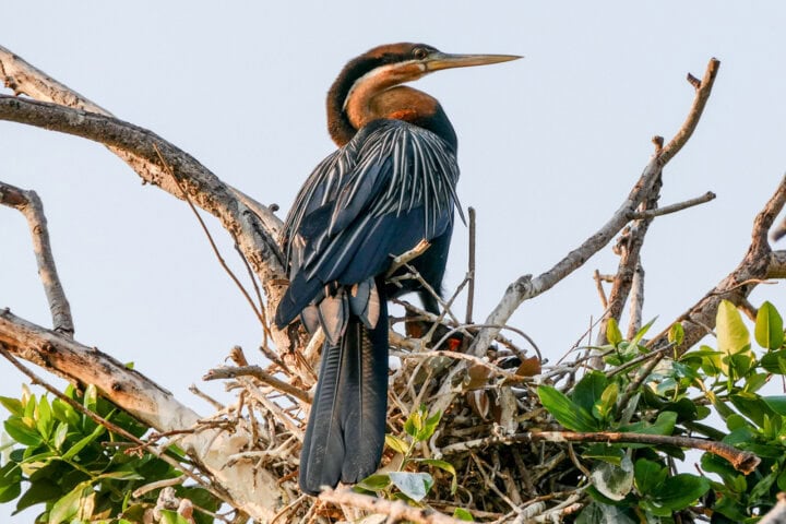 A bird with a long beak and dark feathers perches on a nest built in tree branches, with green leaves partially visible, embodying the natural splendor found among the Best of Botswana's diverse wildlife.