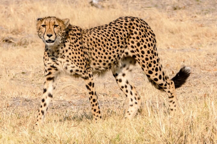 A cheetah, mid-stride, walks on dry, yellow grass in the Best of Botswana. Its body is lean and covered with black spots on a golden coat. The cheetah appears alert and focused.