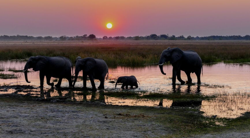 Four elephants, including a calf, walk through shallow water at sunset in a grassy Botswana landscape.