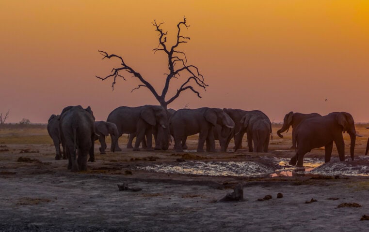 A group of elephants gather around a waterhole at sunset in Botswana, with a barren tree in the background. The sky is tinted with shades of orange and purple, capturing the Best of Botswana's natural beauty.
