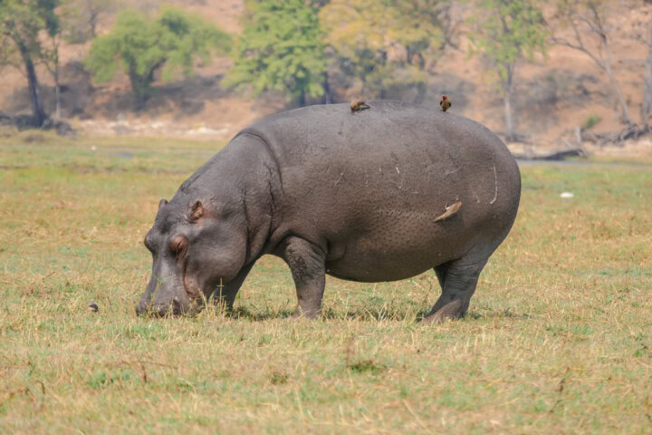 A hippopotamus grazes on grass in a field with birds perched on its back, a typical scene of Botswana travel. Trees and dry terrain are visible in the background, showcasing some of the natural beauty that makes Botswana tourism so unique.