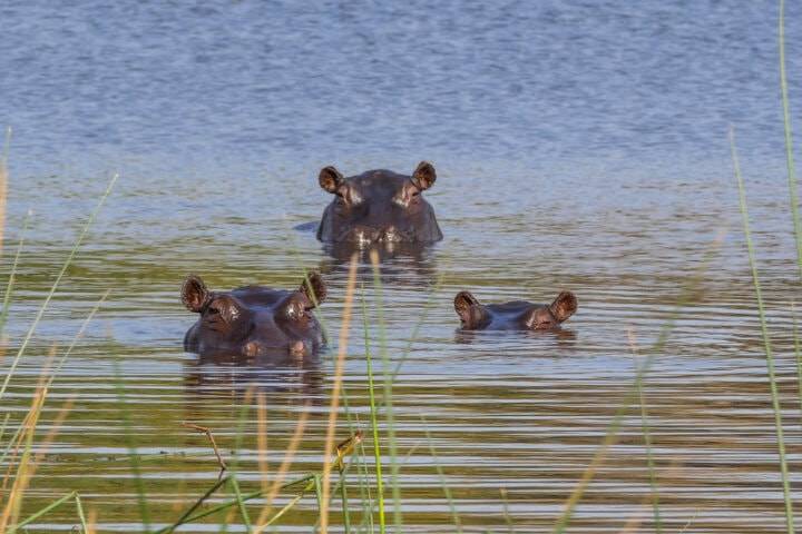 Three hippopotamuses partially submerged in water with only their heads visible. Grassy reeds are in the foreground, capturing a serene scene perfect for your next travel BLOG about the Best wildlife experiences in Botswana.