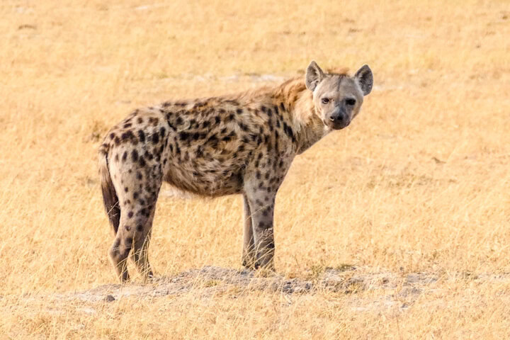 A spotted hyena stands on grassy terrain in Botswana, looking directly at the camera—a perfect capture for any travel blog.