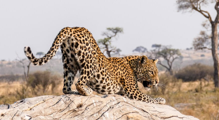 A leopard stretches on a large rock in the savanna landscape of Botswana, with trees in the background.