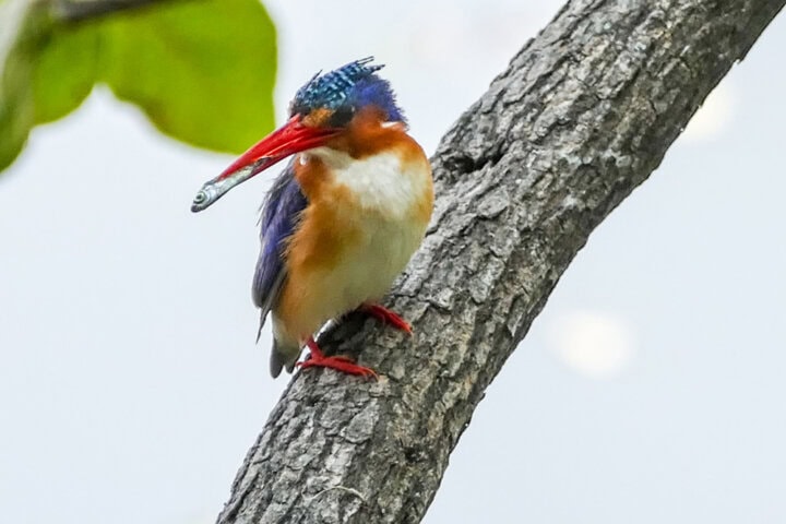A bright-colored kingfisher with a blue head and red beak holding a small fish perches on a tree branch against a light background, offering an enchanting view for any travel blog on Botswana's natural wonders.