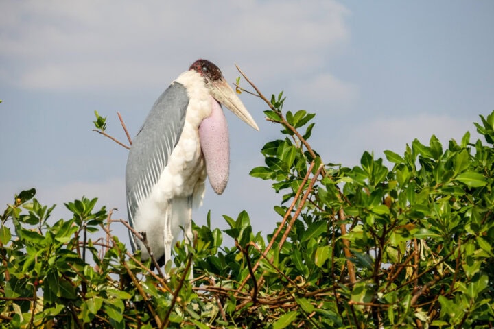 A marabou stork stands on top of a leafy tree under a blue sky with scattered clouds, capturing the essence of Botswana's wildlife—a scene worthy of any "Best of Botswana" blog.