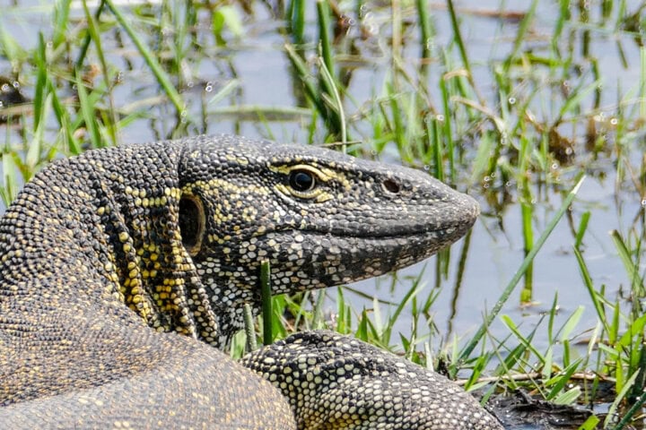 A large lizard with textured, spotted skin lies on the ground near a body of water, surrounded by green grass—a true sight to behold in the Best of Botswana.