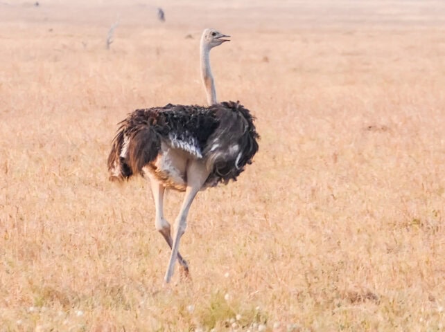 An ostrich stands and looks off into the distance in a dry, grassy field, a typical scene in Botswana, one of the best travel destinations and top attractions for wildlife enthusiasts.