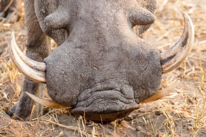 Close-up of a warthog's face showing its prominent tusks and rough skin, surrounded by dry grass—a snapshot perfect for any travel blog about Botswana's wildlife.
