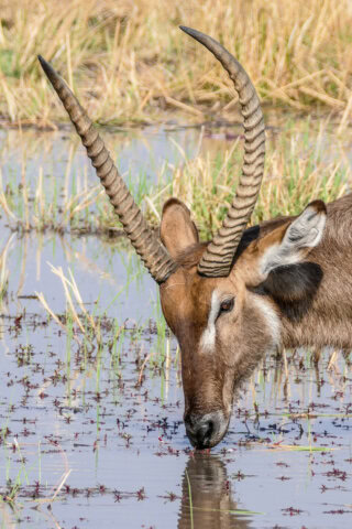 A waterbuck with large spiraled horns drinks from a shallow water source in a grassy area, capturing the essence of the Best of Botswana.