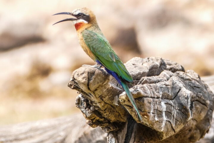 A small bird with vibrant green, blue, and brown feathers perches on a weathered log, holding its beak open as if calling out amidst the serene backdrop of Botswana's natural landscape. It’s moments like these that make travel to Botswana unforgettable.