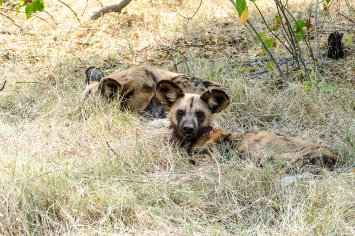 Two African wild dogs lie in the dry grass of a wooded area, showcasing the best of Botswana. One dog gazes towards the camera while the other rests its head on the ground.