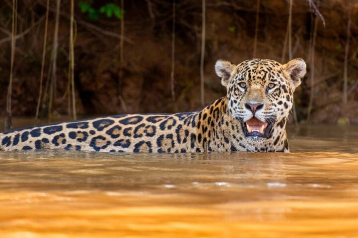 A jaguar swimming.