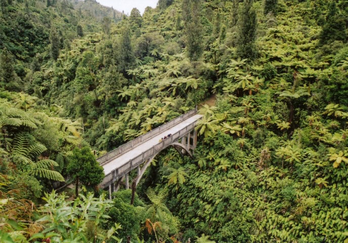 A narrow bridge spans across a dense, lush green forest in New Zealand, with two people walking in the middle. The surrounding area is covered in tall trees and ferns.