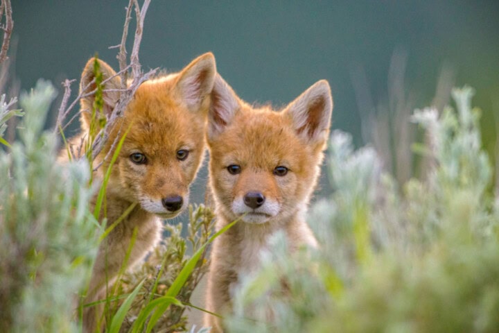 Two young foxes stand close together, partially hidden by tall grass and vegetation, as if ready to embark on an adventure, with one looking slightly to the left and the other straight ahead.