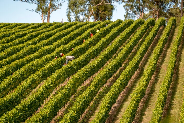 Workers harvesting grapes in a hillside vineyard with neat, parallel rows of grapevines under a clear sky in Tasmania, Australia.