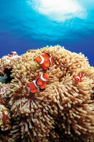 Three clownfish swim around an anemone on a coral reef in the mesmerizing waters of Palau, with sunlight filtering through the clear blue water above.