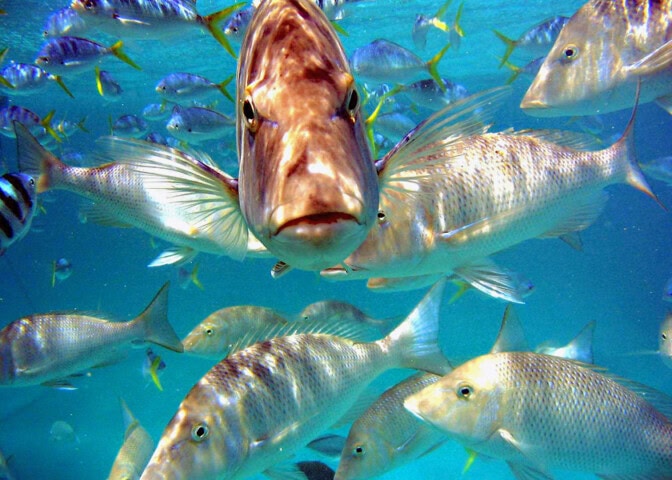 A group of fish swimming underwater near the coast of Australia with one fish prominently near the center, facing the camera, surrounded by several other fish in various positions.