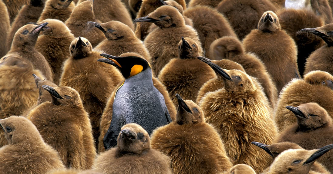 A gathering of penguin chicks and one adult penguin with a black and yellow head and a grey body amid the brown, fluffy chicks, looking like a hero amongst its adorable brood.