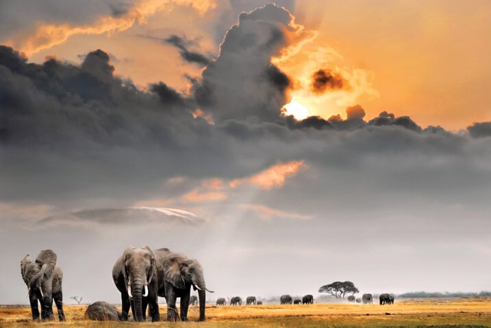 A herd of elephants walks across a Kenyan savannah under a dramatic sky with dark clouds and a setting sun. Distant trees and more elephants can be seen in the background.