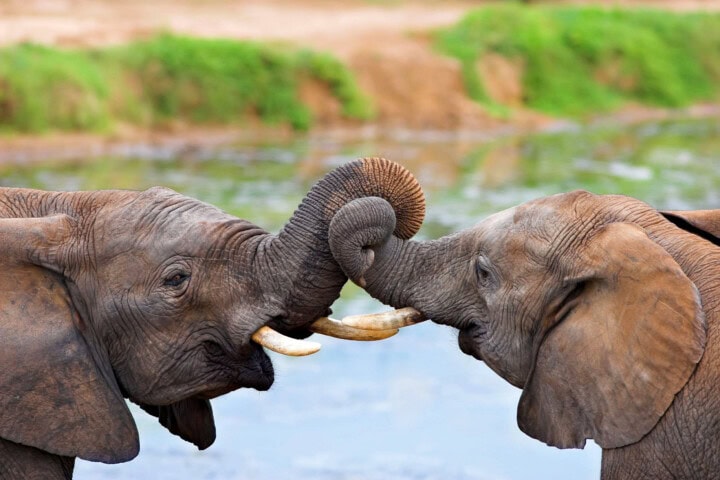 Two elephants facing each other, intertwining their trunks, with green foliage and water in the background—an adventure reminiscent of a serene hike through nature's wonders.