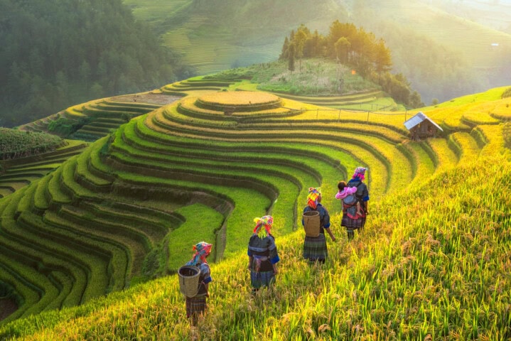 Five people wearing colorful traditional attire walk along terraced rice fields at sunrise in Vietnam, with a small hut and a forested hill in the background—an enchanting scene perfect for tourism and travel enthusiasts.