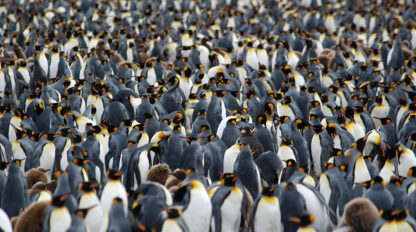 A densely packed colony of penguins stands together in Antarctica, forming a large group with black, white, and yellow plumage. Brown, fluffy penguin chicks are visible among the adults, showcasing the amazing wildlife of this icy region.