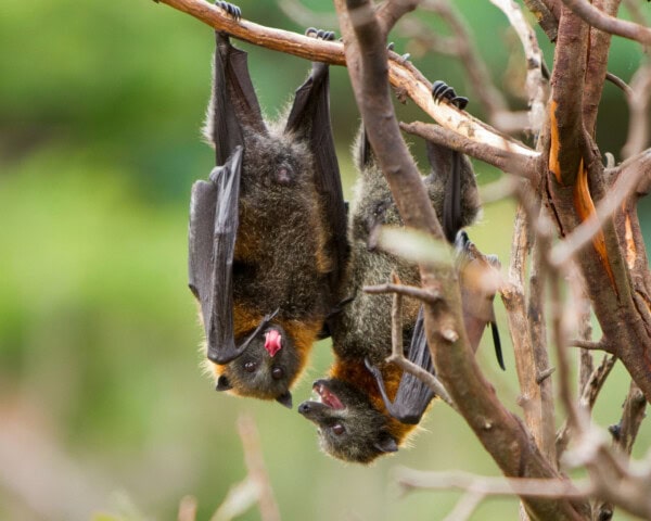 Two bats with dark fur and light patches around their throats hang upside-down on intertwined tree branches in Papua New Guinea, one bat eating a fruit.
