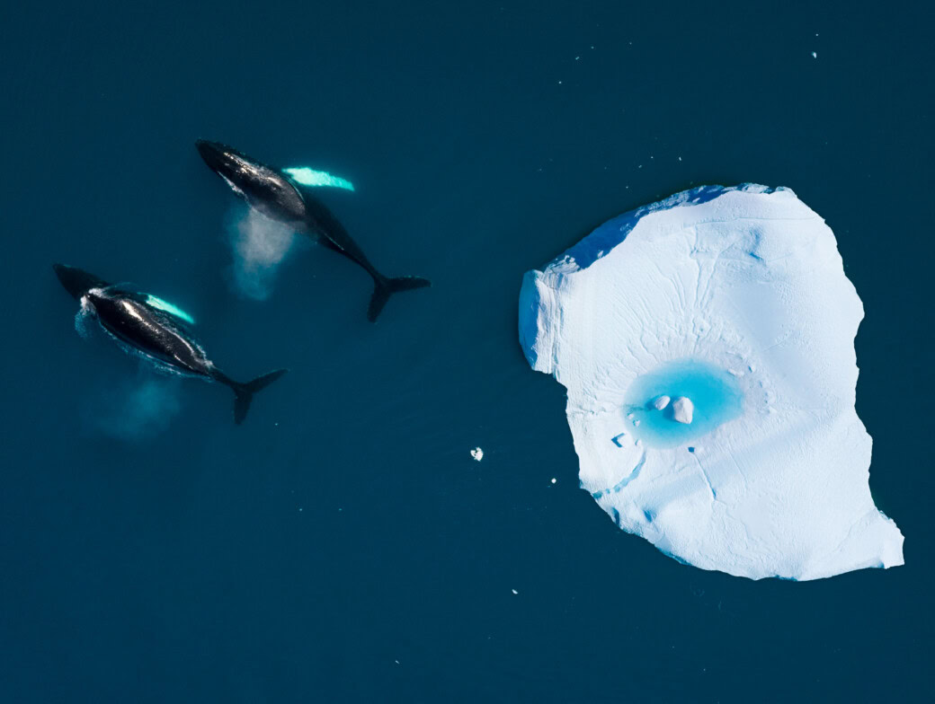 Two Humpback whales swimming together among icebergs in the arctic ocean, in Ilulissat, Greenland.