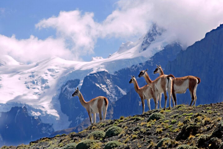 Four guanacos stand on a grassy hill in Argentina with snow-capped mountains in the background under a partly cloudy sky.