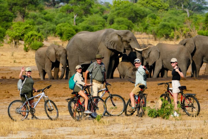Group of tourists standing in front of a herd of elephants while on a guided safari bike tour in Hwange National Park in Zimbabwe.