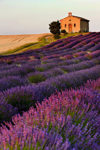 A small stone chapel stands atop a hill in the French countryside, with a winding path leading to it. The hillside is covered with rows of blooming lavender.