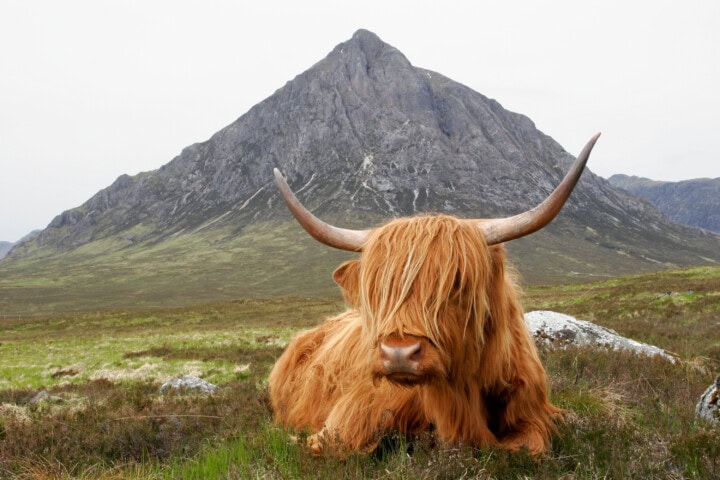 A Highland cow with long shaggy hair and large horns lies on grass with a mountainous backdrop, perfectly capturing the allure of Scotland's travel and tourism charm.