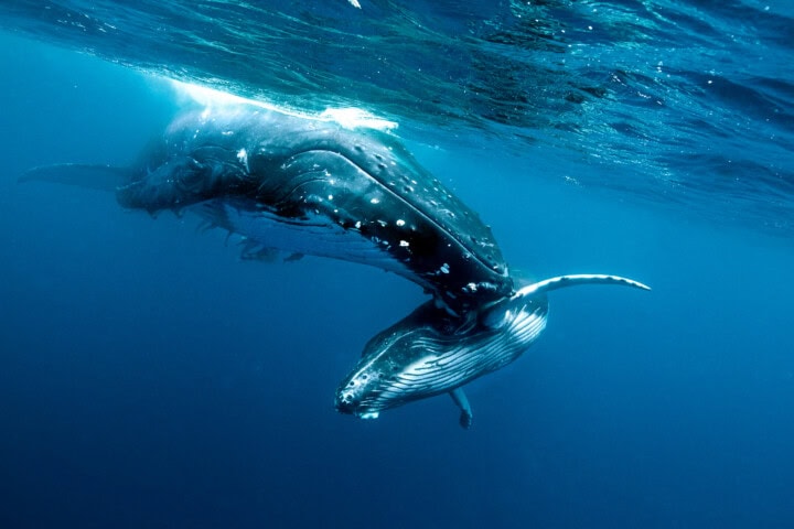 In the vibrant waters of Tonga, a large whale and a smaller one swim close together near the water's surface, embodying the island's rich culture of marine life and travel adventures.