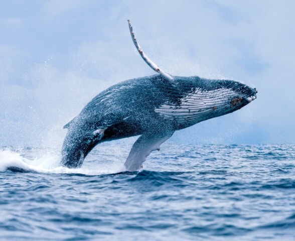 A humpback whale breaching out of the ocean with water splashing around it under a cloudy sky, creating a stunning display in the waters of Tonga.