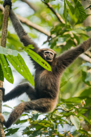 A gibbon with outstretched arms hangs from branches in a leafy tree, embodying the spirit of adventure against a background of lush greenery.